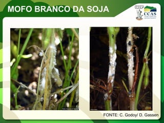 FONTE: C. Godoy/ D. Gassen 
MOFO BRANCO DA SOJA  