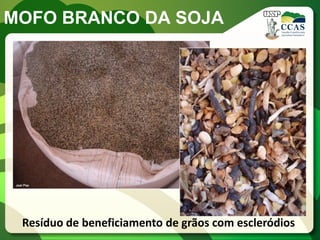 MOFO BRANCO DA SOJA 
Resíduo de beneficiamento de grãos com escleródios  