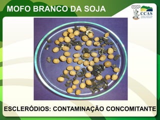 MOFO BRANCO DA SOJA 
ESCLERÓDIOS: CONTAMINAÇÃO CONCOMITANTE 
 