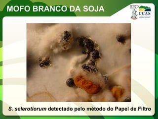 MOFO BRANCO DA SOJA 
S. sclerotiorum detectado pelo método do Papel de Filtro  