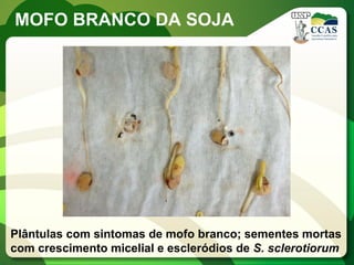MOFO BRANCO DA SOJA 
Plântulas com sintomas de mofo branco; sementes mortas com crescimento micelial e escleródios de S. sclerotiorum  