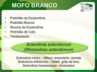 •Podridão de Esclerotinia 
•Podridão Branca 
•Murcha de Esclerotinia 
•Podridão de Colo 
•Tombamento 
MOFO BRANCO 
Sclerotinia sclerotiorum 
(Whetzelinia sclerotiorum) 
Sclerotinia minor – Alface, amendoim, tomate 
Sclerotinia trifoliorum – Alfafa, grão de bico 
Sclerotinia homeocarpa - Gramados 
 