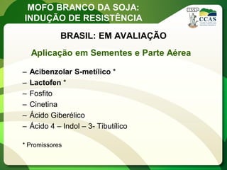 MOFO BRANCO DA SOJA: 
INDUÇÃO DE RESISTÊNCIA 
BRASIL: EM AVALIAÇÃO 
Aplicação em Sementes e Parte Aérea 
–Acibenzolar S-metílico * 
–Lactofen * 
–Fosfito 
–Cinetina 
–Ácido Giberélico 
–Ácido 4 – Indol – 3- Tibutílico 
* Promissores  