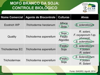 Nome Comercial 
Agente de Biocontrole 
Culturas 
Alvos 
Ecotrich WP 
Trichoderma harzianum 
Alface 
Soja 
S. sclerotiorum 
Quality 
Trichoderma asperellum 
Soja 
Feijão 
Algodão 
R. solani, 
F. oxysporum f.sp. phaseoli, 
S. sclerotiorum 
Trichodermax EC 
Trichoderma asperellum 
Feijão 
Soja 
S. sclerotiorum 
F.Solani 
R. solani 
Trichodermax 
Trichoderma asperellum 
Feijão 
Soja 
S. Sclerotiorum 
F.Solani 
R. Solani 
Fonte: GIAGRO, Agrofit, 2014 
MOFO BRANCO DA SOJA: CONTROLE BIOLÓGICO  
