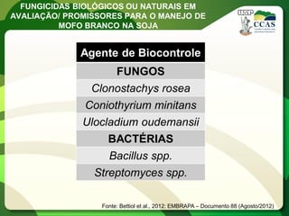 FUNGICIDAS BIOLÓGICOS OU NATURAIS EM AVALIAÇÃO/ PROMISSORES PARA O MANEJO DE MOFO BRANCO NA SOJA 
Agente de Biocontrole 
FUNGOS 
Clonostachys rosea 
Coniothyrium minitans 
Ulocladium oudemansii 
BACTÉRIAS 
Bacillus spp. 
Streptomyces spp. 
Fonte: Bettiol et al., 2012: EMBRAPA – Documento 88 (Agosto/2012)  