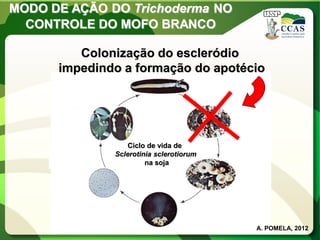 MODO DE AÇÃO DO Trichoderma NO CONTROLE DO MOFO BRANCO 
Ciclo de vida de 
Sclerotinia sclerotiorum 
na soja 
Colonização do escleródio impedindo a formação do apotécio 
A. POMELA, 2012  