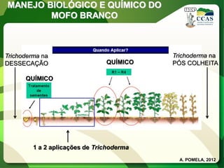 MANEJO BIOLÓGICO E QUÍMICO DO MOFO BRANCO 
1 a 2 aplicações de Trichoderma 
Trichoderma na 
DESSECAÇÃO 
Trichoderma na 
PÓS COLHEITA 
QUÍMICO 
QUÍMICO 
A. POMELA, 2012  