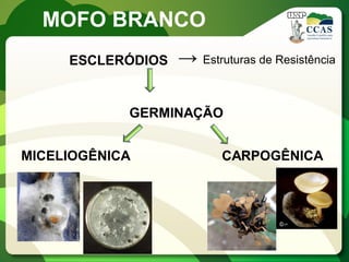 MOFO BRANCO 
ESCLERÓDIOS 
→ Estruturas de Resistência 
GERMINAÇÃO 
MICELIOGÊNICA 
CARPOGÊNICA  