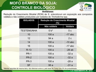 Antibiose: 
Redução do Crescimento Micelial (RCM) de S. sclerotiorum em exposição aos compostos voláteis e não-voláteis produzidos por isolados de Trichoderma spp. 
ISOLADOS 
Redução do Crescimento Micelial (%) 
Não voláteis 
Voláteis 
TESTEMUNHA 
0 b* 
0 c 
10 
100 a 
-17 abc 
12 
94 a 
2 c 
14 
100 a 
-10 abc 
16 
100 a 
-17 abc 
R-13 
100 a 
-26 ab 
PR-1 
100 a 
-32 a 
PR-2 
100 a 
-32 a 
PR-3 
100 a 
-28 a 
SF 
95 a 
-31 a 
L.C. NASCIMENTO JR., 2012 
MOFO BRANCO DA SOJA: 
CONTROLE BIOLÓGICO 
*Médias seguidas de mesma letra, não diferiram entre si, pelo teste de Tukey com 5% de probabilidade.  