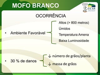MOFO BRANCO 
OCORRÊNCIA 
•Ambiente Favorável 
•30 % de danos 
Altos (> 800 metros) 
Úmidos 
Temperatura Amena 
Baixa Luminosidade 
↓ número de grãos/planta 
↓ massa de grãos  