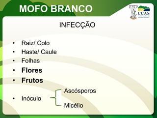 MOFO BRANCO 
INFECÇÃO 
•Raiz/ Colo 
•Haste/ Caule 
•Folhas 
•Flores 
•Frutos 
•Inóculo 
Ascósporos 
Micélio  