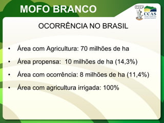 MOFO BRANCO 
OCORRÊNCIA NO BRASIL 
•Área com Agricultura: 70 milhões de ha 
•Área propensa: 10 milhões de ha (14,3%) 
•Área com ocorrência: 8 milhões de ha (11,4%) 
•Área com agricultura irrigada: 100%  