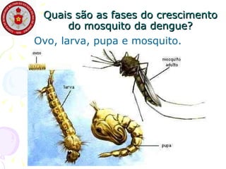 Quais são as fases do crescimento do mosquito da dengue? Ovo, larva, pupa e mosquito. 