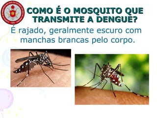 COMO É O MOSQUITO QUE TRANSMITE A DENGUE? É rajado, geralmente escuro com manchas brancas pelo corpo.  