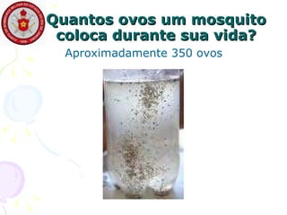 Quantos ovos um mosquito coloca durante sua vida? Aproximadamente 350 ovos 