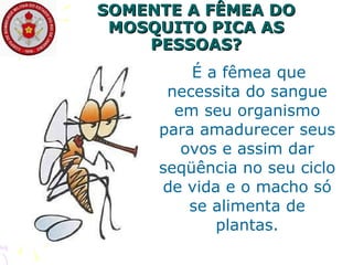 SOMENTE A FÊMEA DO MOSQUITO PICA AS PESSOAS? É a fêmea que necessita do sangue em seu organismo para amadurecer seus ovos e assim dar seqüência no seu ciclo de vida e o macho só se alimenta de plantas. 