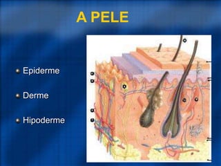 A PELE
Epiderme
Derme
Hipoderme
 