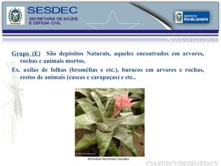 Grupo (E)   São depósitos Naturais, aqueles encontrados em arvores, rochas e animais mortos. Ex. axilas de folhas (bromélias e etc.), buracos em arvores e rochas, restos de animais (cascas e carapaças) e etc.. 