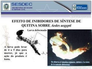 EFEITO DE  INIBIDORES DE SÍNTESE DE QUITINA  SOBRE  Aedes aegypti Larva deformada A larva pode levar de 4 a 5 dias para morrer, já que a ação do produto é lenta. 