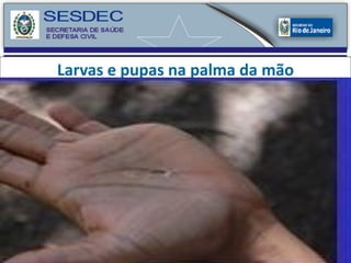 Larvas e pupas na palma da   mão 