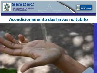 Acondicionamento das larvas no tubito 