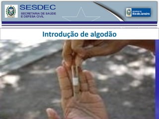 Introdução de algodão 