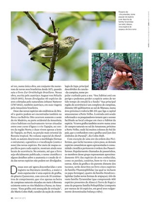 20 | maio DE 2013
só vez, numa única obra, um conjunto tão nume-
roso de novas aves brasileiras desde 1871, quando
saiu o livro Zur Ornithologie Brasiliens. Nessa
obra, escrita pelo austríaco August von Pelzeln
(1825-1891), foram divulgadas 40 espécies de
aves coletadas pelo naturalista Johann Natterer
(1787-1843), também austríaco, em suas viagens
pela Amazônia brasileira.
Onze das novas espécies são endêmicas do Bra-
sil e quatro podem ser encontradas também no
Peru e na Bolívia. Oito ocorrem somente a oeste
do rio Madeira, na parte ocidental da Amazônia;
cinco habitam exclusivamente terras situadas
entre esse curso d’água e o rio Tapajós, no cen-
tro da região Norte; e duas vivem apenas a leste
do Tapajós, no Pará, na porção mais oriental da
floresta tropical. No volume especial do Hand-
book, os autores descrevem a morfologia (formas
e estruturas), a genética e a vocalização (canto e
sons) das novas espécies. Por meio de mapas es-
pecíficos para cada espécie, mostram ainda seus
locais de ocorrência. No entanto, até que o livro
seja oficialmente publicado, o nome científico e
alguns detalhes sobre a anatomia e o modo de vi-
da das novas espécies não podem ser divulgados.
D
essas aves até agora desconhecidas e sem
registro na literatura científica, a maior e
mais espetacular é uma espécie de gralha,
do gênero Cyanocorax, com cerca de 35 centíme-
tros de comprimento, que vive apenas na beira
de campinas naturais situadas em meio à floresta
existente entre os rios Madeira e Purus, no Ama-
zonas. “Essa gralha está ameaçada de extinção”,
diz Mario Cohn-Haft, curador da seção de ornito-
logia do Inpa, principal
descobridor do cancão-
-da-campina, nome po-
pular cunhado para a ave. “Seu hábitat está em
perigo e podemos perder a espécie antes de ter
tido tempo de estudá-la a fundo.” Sua principal
região de ocorrência é um complexo de campinas,
distante 150 quilômetros ao sul de Manaus, numa
área próxima à rodovia BR-319, que liga a capital
amazonense a Porto Velho. A estrada está sendo
reformada e os pesquisadores temem que o acesso
facilitado ao local coloque em risco o hábitat da
espécie. “A nova gralha também ocorre numa zona
de campos naturais no sul do Amazonas, próximo
a Porto Velho, onde há muitos colonos do Sul do
país, que a confundem com a gralha-azul [um dos
símbolos do Paraná]”, diz Cohn-Haft.
Com exceção de uma ave da ordem dos Pici-
formes, que inclui tucanos e pica-paus, as demais
espécies amazônicas agora apresentadas à comu-
nidade científica pertencem à ordem dos Passeri-
formes. Popularmente chamados de passarinhos,
os membros desse grupo representam aproxima-
damente 55% das espécies de aves conhecidas,
como os pardais, canários, bem-te-vis e tantas
outras. Além da gralha e do parente distante dos
tucanos, serão descritos no livro cinco espécies
da família Thamnophilidae (na qual se incluem
os papa-formigas), quatro da família Dendroco-
laptidae (todas novas formas de arapaçus), três da
vasta família Tyrannidae (que compreende 400
espécies presentes do Alasca à Terra do Fogo) e
uma da pequena família Polioptilidae (composta
por menos de 10 espécies, em geral aves vulgar-
mente denominadas balança-rabo).
Poiaeiro-de-
-chicomendes, nome
popular de espécie
a ser descrita da
família Tyrannidae
(ao lado). Abaixo,
nova espécie de
arapaçu-de-bico-torto
1
2
fotos 1FabioSchunck2ZigKoch mapadanieldasneves
 