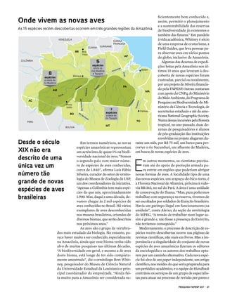 PESQUISA FAPESP 207 | 21
Em termos numéricos, as novas
espécies amazônicas representam
um acréscimo de quase 1% na biodi-
versidade nacional de aves. “Somos
o segundo país com maior núme-
ro de espécies de aves conhecidas,
cerca de 1.840”, afirma Luís Fábio
Silveira, curador do setor de ornito-
logia do Museu de Zoologia da USP,
um dos coordenadores da iniciativa.
“Apenas a Colômbia tem mais espé-
cies do que nós, aproximadamente
1.900. Mas, daqui a uma década, de-
vemos chegar às 2 mil espécies de
aves conhecidas no Brasil. Há vários
exemplares de aves desconhecidas
nos museus brasileiros, oriundos de
diversos biomas, que serão descritos
nos próximos anos.”
As aves são o grupo de vertebra-
dos mais estudado da biologia. No entanto, pa-
rece haver muito a ser conhecido, especialmente
na Amazônia, ainda que esse bioma tenha sido
alvo de muitas pesquisas nas últimas décadas.
“A biodiversidade em geral, e mesmo a de aves
deste bioma, está longe de ter sido completa-
mente amostrada”, diz o ornitólogo Bret Whit-
ney, pesquisador do Museu de Ciência Natural
da Universidade Estadual da Louisiania e prin-
cipal coordenador da empreitada. “Ainda fal-
ta muito para a Amazônia ser considerada su-
ficientemente bem conhecida e,
assim, permitir o planejamento
e a sustentabilidade das reservas
de biodiversidade já existentes e
também das futuras.” Em paralelo
à vida acadêmica, Whitney é sócio
de uma empresa de ecoturismo, a
Field Guides, que leva pessoas pa-
ra observar aves em vários pontos
do globo, inclusive da Amazônia.
Algumas das dezenas de expedi-
ções feitas pela Amazônia nos úl-
timos 10 anos que levaram à des-
coberta de novas espécies foram
custeadas, parcial ou totalmente,
porumprojetodeSilveirafinancia-
do pela FAPESP. Outras contaram
com apoio do CNPq, do Ministério
doMeioAmbiente,doProgramade
PesquisaemBiodiversidadedoMi-
nistériodaCiênciaeTecnologia,de
secretarias estaduais e até da ame-
ricanaNationalGeographicSociety.
Numadessasincursõespelafloresta
tropical, no ano passado, duas de-
zenas de pesquisadores e alunos
de pós-graduação das instituições
envolvidasnoprojetoalugaramdu-
rante um mês, por R$ 75 mil, um barco para per-
correr o rio Sucunduri, um afluente do Madeira,
em busca de novas espécies de aves.
E
m outros momentos, os cientistas precisa-
ram até do apoio de proteção armada pa-
ra entrar em regiões que poderiam abrigar
novas formas de aves. A localidade tipo de uma
das novas espécies, um arapaçu-de-bico-torto, é
a Floresta Nacional de Altamira, próxima à rodo-
via BR-163, no sul do Pará. A área é uma unidade
de conservação do Ibama. “Mas, para podermos
trabalhar com segurança na reserva, tivemos de
ser escoltados por soldados do Exército brasileiro.
Havia um garimpo ilegal em funcionamento na
unidade”, conta Aleixo, da seção de ornitologia
do MPEG. “A tensão de trabalhar num lugar as-
sim é grande e, não fosse a presença do Exército,
não teríamos conseguido.”
Modernamente, o processo de descrição de es-
pécies recém-descobertas ocorre nas páginas de
revistas científicas, não mais em livros. Mas a im-
portância e a singularidade do conjunto de novas
espécies de aves amazônicas fizeram os editores
da enciclopédia e os autores dos trabalhos opta-
rem por um caminho alternativo. Cada nova espé-
cie foi alvo de um paper independente, um artigo
científico, nos moldes do que seria preparado para
um periódico acadêmico, e a equipe do Handbook
contratou os serviços de um grupo de especialis-
tas para atuar no processo de revisão por pares e
Desde o século
XIX não era
descrito de uma
única vez um
número tão
grande de novas
espécies de aves
brasileiras
Onde vivem as novas aves
As 15 espécies recém-descobertas ocorrem em três grandes regiões da Amazônia
Colômbia
venezuela
Boa
Vista
Belém
Manaus
Porto
Velho
Palmas
Rio Machado
RioRoosevelt
Purus
Madeira
Amazonas
Aripuanã
Tapajós
Tocantins
Xingu
guiana suriname
guiana
francesa
Bolívia
MT
ro
PA
MAAM
AC
RR
AP
TOPERU
Araguaia
5
espécies
entre os
rios Madeira
e Tapajós8
espécies
a oeste do
rio Madeira
2
espécies
a leste do
rio Tapajós
 