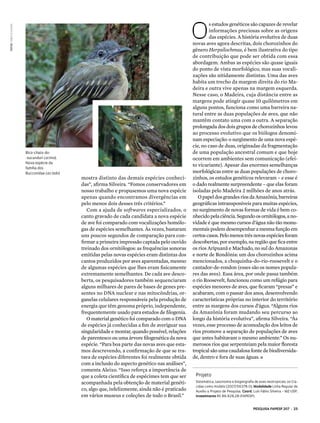 PESQUISA FAPESP 207 | 23
mostra distinto das demais espécies conheci-
das”, afirma Silveira. “Fomos conservadores em
nosso trabalho e propusemos uma nova espécie
apenas quando encontramos divergências em
pelo menos dois desses três critérios.”
Com a ajuda de softwares especializados, o
canto gravado de cada candidata a nova espécie
de ave foi comparado com vocalizações homólo-
gas de espécies semelhantes. Às vezes, bastaram
uns poucos segundos de comparação para con-
firmar a primeira impressão captada pelo ouvido
treinado dos ornitólogos: as frequências sonoras
emitidas pelas novas espécies eram distintas dos
cantos produzidos por aves aparentadas, mesmo
de algumas espécies que lhes eram fisicamente
extremamente semelhantes. De cada ave desco-
berta, os pesquisadores também sequenciaram
alguns milhares de pares de bases de genes pre-
sentes no DNA nuclear e nas mitocôndrias, or-
ganelas celulares responsáveis pela produção de
energia que têm genoma próprio, independente,
frequentemente usado para estudos de filogenia.
O material genético foi comparado com o DNA
de espécies já conhecidas a fim de averiguar sua
singularidade e montar, quando possível, relações
de parentesco ou uma árvore filogenética da nova
espécie. “Para boa parte das novas aves que esta-
mos descrevendo, a confirmação de que se tra-
tava de espécies diferentes foi realmente obtida
com a inclusão do aspecto genético nas análises”,
comenta Aleixo. “Isso reforça a importância de
que a coleta científica de espécimes tem que ser
acompanhada pela obtenção de material genéti-
co, algo que, infelizmente, ainda não é praticado
em vários museus e coleções de todo o Brasil.”
O
s estudos genéticos são capazes de revelar
informações preciosas sobre as origens
das espécies. A história evolutiva de duas
novas aves agora descritas, dois chorozinhos do
gênero Herpsilochmus, é bem ilustrativa do tipo
de contribuição que pode ser obtida com essa
abordagem. Ambas as espécies são quase iguais
do ponto de vista morfológico, mas suas vocali-
zações são nitidamente distintas. Uma das aves
habita um trecho da margem direita do rio Ma-
deira e outra vive apenas na margem esquerda.
Nesse caso, o Madeira, cuja distância entre as
margens pode atingir quase 10 quilômetros em
alguns pontos, funciona como uma barreira na-
tural entre as duas populações de aves, que não
mantêm contato uma com a outra. A separação
prolongada dos dois grupos de chorozinhos levou
ao processo evolutivo que os biólogos denomi-
nam especiação: o surgimento de uma nova espé-
cie, no caso de duas, originadas da fragmentação
de uma população ancestral comum e que hoje
ocorrem em ambientes sem comunicação (efei-
to vicariante). Apesar das enormes semelhanças
morfológicas entre as duas populações de choro-
zinhos, os estudos genéticos relevaram – e esse é
o dado realmente surpreendente – que elas foram
isoladas pelo Madeira 2 milhões de anos atrás.
OpapeldosgrandesriosdaAmazônia,barreiras
geográficas intransponíveis para muitas espécies,
no surgimento de novas formas de vida é bem co-
nhecidopelaciência.Segundoosornitólogos,ano-
vidade é que mesmo cursos d’água não tão monu-
mentais podem desempenhar a mesma função em
certos casos. Pelo menos três novas espécies foram
descobertas, por exemplo, na região que fica entre
os rios Aripuanã e Machado, no sul do Amazonas
e norte de Rondônia: um dos chorozinhos acima
mencionados, a choquinha-do-rio-roosevelt e o
cantador-de-rondon (esses são os nomes popula-
res das aves). Essa área, por onde passa também
o rio Roosevelt, funcionou como um refúgio para
espécies menores de aves, que ficaram “presas” e
acabaram, com o passar dos anos, desenvolvendo
características próprias no interior do território
entre as margens dos cursos d’água. “Alguns rios
da Amazônia foram mudando seu percurso ao
longo da história evolutiva”, afirma Silveira. “Às
vezes, esse processo de acomodação dos leitos de
rios promove a separação de populações de aves
que antes habitavam o mesmo ambiente.” Os nu-
merosos rios que serpenteiam pela maior floresta
tropical são uma caudalosa fonte de biodiversida-
de, dentro e fora de suas águas. n
Bico-chato-do-
-sucunduri (acima).
Nova espécie da
família dos
Bucconidae (ao lado)
Projeto
Sistemática, taxonomia e biogeografia de aves neotropicais: os Cra-
cidae como modelo (2007/56378-0); Modalidade Linha Regular de
Auxílio a Projeto de Pesquisa. Coord. Luís Fábio Silveira – MZ-USP;
Investimento R$ 86.928,28 (FAPESP).
fotos FabioSchunck
 