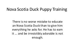 Nova Scotia Duck Puppy Training

  There is no worse mistake to educate
  an Nova Scotia Duck than to give him
  everything he asks for. He has to earn
  it ... and be irresistibly adorable is not
                    enough.
 