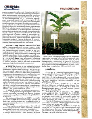 Novas técnicas recomendadas no manejo de doenças do Maracujazeiro