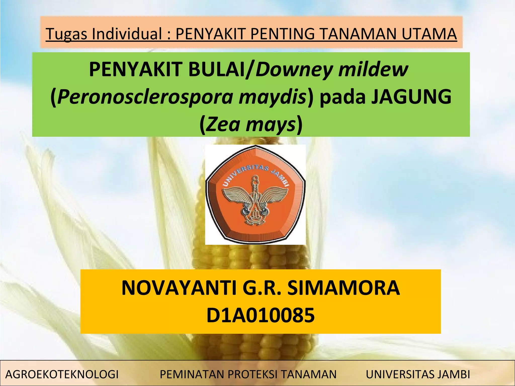 Penyakit Bulai Pada Jagung | PPT