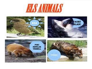 ELS ANIMALS
                    TAURÓ
 KEA                BLANC




    PORC
  SENGLAR
  VERMELL


            tigre
 