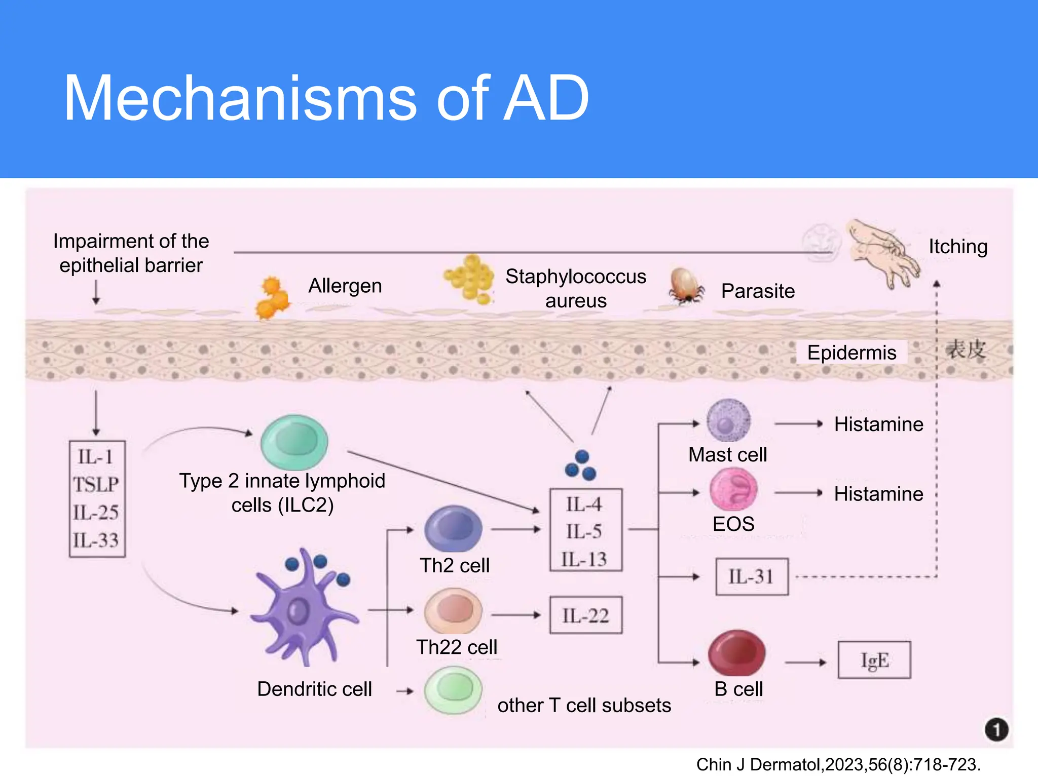 Novel Advances in Targeted Therapy for Atopic Dermatitis.ppt