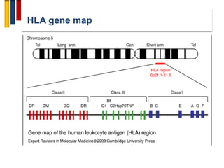 HLA gene map
 