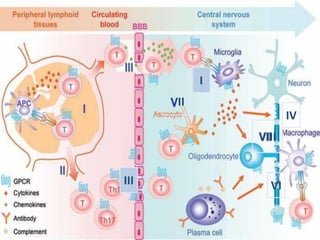 34
IV
VI
VII
VIII
III
I
 