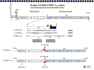 6xHis
A24 FMDV 2A6H
3Cpro cleavage
3B1235’UTR
1AL 1B 1C 1D
2A
2B 2C 3A 3C 3D
3'UTR
A24 FMD P16H
3Cpro cleavage
3B1235’UTR
...