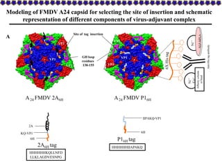 2A
6H
KQ-VP1 6H
IIPAKQ-VP1
2A6H tag
P16H tag
VP1
VP2
VP3
A24 FMDV P16H
VP1
VP2
VP3
GH loop
residues
138-155
Site of tag in...