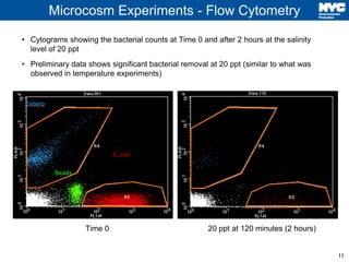 11
Microcosm Experiments - Flow Cytometry
20 ppt at 120 minutes (2 hours)Time 0
• Cytograms showing the bacterial counts at Time 0 and after 2 hours at the salinity
level of 20 ppt
• Preliminary data shows significant bacterial removal at 20 ppt (similar to what was
observed in temperature experiments)
 