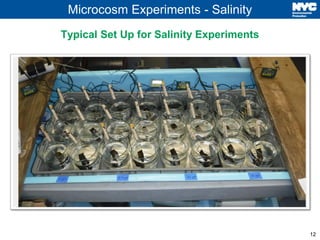 12
Microcosm Experiments - Salinity
Typical Set Up for Salinity Experiments
 