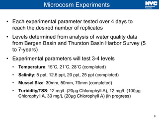 9
Microcosm Experiments
• Each experimental parameter tested over 4 days to
reach the desired number of replicates
• Levels determined from analysis of water quality data
from Bergen Basin and Thurston Basin Harbor Survey (5
to 7-years)
• Experimental parameters will test 3-4 levels
• Temperature: 15˚C, 21˚C, 28˚C (completed)
• Salinity: 5 ppt, 12.5 ppt, 20 ppt, 25 ppt (completed)
• Mussel Size: 30mm, 50mm, 70mm (completed)
• Turbidity/TSS: 12 mg/L (20µg Chlorophyll A), 12 mg/L (100µg
Chlorophyll A, 30 mg/L (20µg Chlorophyll A) (in progress)
 