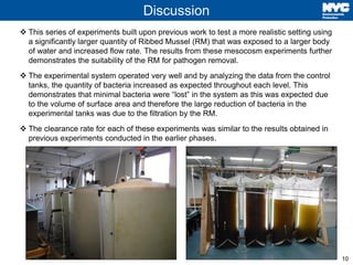 10
Discussion
❖ This series of experiments built upon previous work to test a more realistic setting using
a significantly larger quantity of Ribbed Mussel (RM) that was exposed to a larger body
of water and increased flow rate. The results from these mesocosm experiments further
demonstrates the suitability of the RM for pathogen removal.
❖ The experimental system operated very well and by analyzing the data from the control
tanks, the quantity of bacteria increased as expected throughout each level. This
demonstrates that minimal bacteria were “lost” in the system as this was expected due
to the volume of surface area and therefore the large reduction of bacteria in the
experimental tanks was due to the filtration by the RM.
❖ The clearance rate for each of these experiments was similar to the results obtained in
previous experiments conducted in the earlier phases.
 