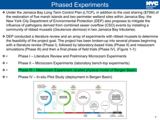 7
Phased Experiments
❖ Under the Jamaica Bay Long Term Control Plan (LTCP), in addition to the cost sharing ($75M) of
the restoration of five marsh islands and two perimeter wetland sites within Jamaica Bay, the
New York City Department of Environmental Protection (DEP) also proposes to mitigate the
influence of pathogens derived from combined sewer overflow (CSO) events by installing a
community of ribbed mussels (Geukensia demissa) in two Jamaica Bay tributaries.
❖ DEP conducted a literature review and an array of experiments with ribbed mussels to determine
the feasibility of the project goal. The project has been broken-up into several phases beginning
with a literature review (Phase I), followed by laboratory-based trials (Phase II) and mesocosm
simulations (Phase III) and then a final phase of field trials (Phase IV). (Figure 1-1):
❖ • Phase I – Literature Review and Preliminary Microcosm Experiments
❖ • Phase II – Microcosm Experiments (laboratory bench-top experiments)
❖ • Phase III – Mesocosm Experiment (scaled physical model of Bergen Basin)
❖ • Phase IV – In-situ Pilot Study (deployment in Bergen Basin)
 