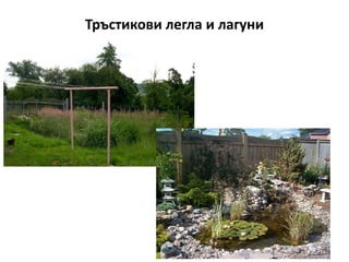 Тръстикови легла и лагуни
 