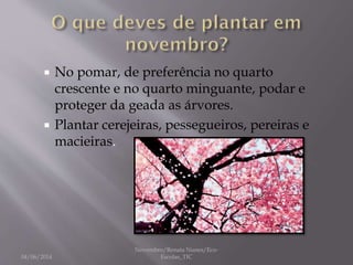  No pomar, de preferência no quarto
crescente e no quarto minguante, podar e
proteger da geada as árvores.
 Plantar cerejeiras, pessegueiros, pereiras e
macieiras.
04/06/2014
Novembro/Renata Nunes/Eco-
Escolas_TIC
 