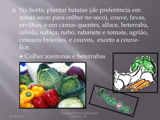  Na horta, plantar batatas (de preferência em
zonas secas para colher no seco), couve, favas,
ervilhas, e em camas quentes, alface, beterraba,
cebola, nabiça, nabo, rabanete e tomate, agrião,
cenoura brócolos, e couves, exceto a couve-
flor.
 Colher azeitonas e beterrabas
04/06/2014
Novembro/Renata Nunes/Eco-
Escolas_TIC
 