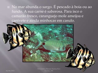  No mar abunda o sargo. É pescado à boia ou ao
fundo. A sua carne é saborosa. Para isco o
camarão fresco, caranguejo mole ameijoa e
canivete e ainda minhocas em casulo.
04/06/2014
Novembro/Renata Nunes/Eco-
Escolas_TIC
 