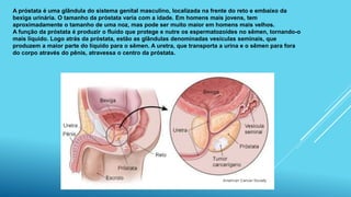A próstata é uma glândula do sistema genital masculino, localizada na frente do reto e embaixo da
bexiga urinária. O tamanho da próstata varia com a idade. Em homens mais jovens, tem
aproximadamente o tamanho de uma noz, mas pode ser muito maior em homens mais velhos.
A função da próstata é produzir o fluído que protege e nutre os espermatozoides no sêmen, tornando-o
mais líquido. Logo atrás da próstata, estão as glândulas denominadas vesículas seminais, que
produzem a maior parte do líquido para o sêmen. A uretra, que transporta a urina e o sêmen para fora
do corpo através do pênis, atravessa o centro da próstata.
 