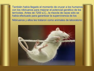 También había llegado el momento de cruzar a los humanos con los nibiruanos para mejorar el potencial genético de los terrícolas. Antes de 7200 a.C., la mezcla de razas sólo se había efectuado para garantizar la supervivencia de los Nibiruanos y ellos les trataron como animales de laboratorio.   