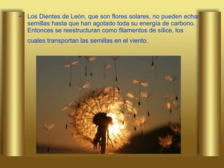 Los Dientes de León, que son flores solares, no pueden echar semillas hasta que han agotado toda su energía de carbono. Entonces se reestructuran como filamentos de sílice, los cuales transportan las semillas en el viento.   